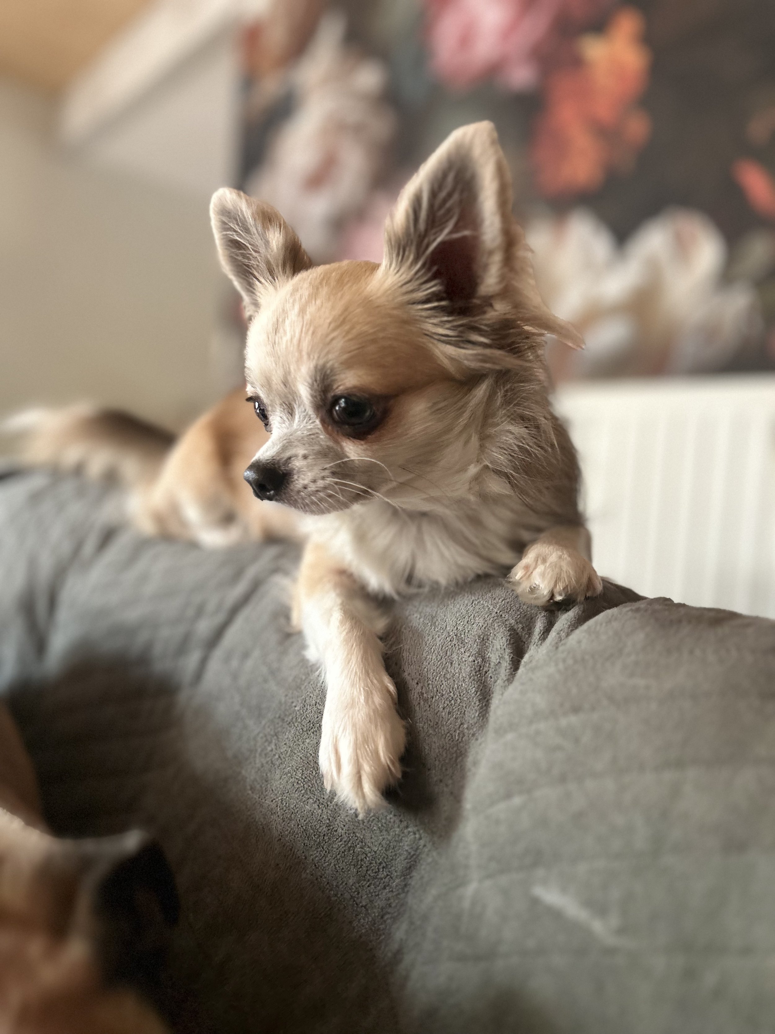 Chihuahua à poils longs, allongé sur un canapé gris. En arrière-plan, papier peint à grosses fleurs.