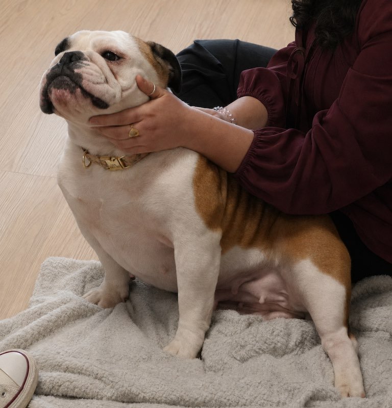 Un bulldog anglais blanc et marron assis sur un tapis en train d'être caressé par une personne dont on voit seulement les bras, portant une veste marron.