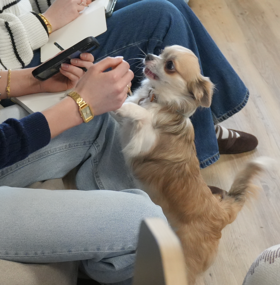 Un chihuahua se dresse sur ses pattes et regarde une personne qui le touche, dans une pièce avec du parquet.