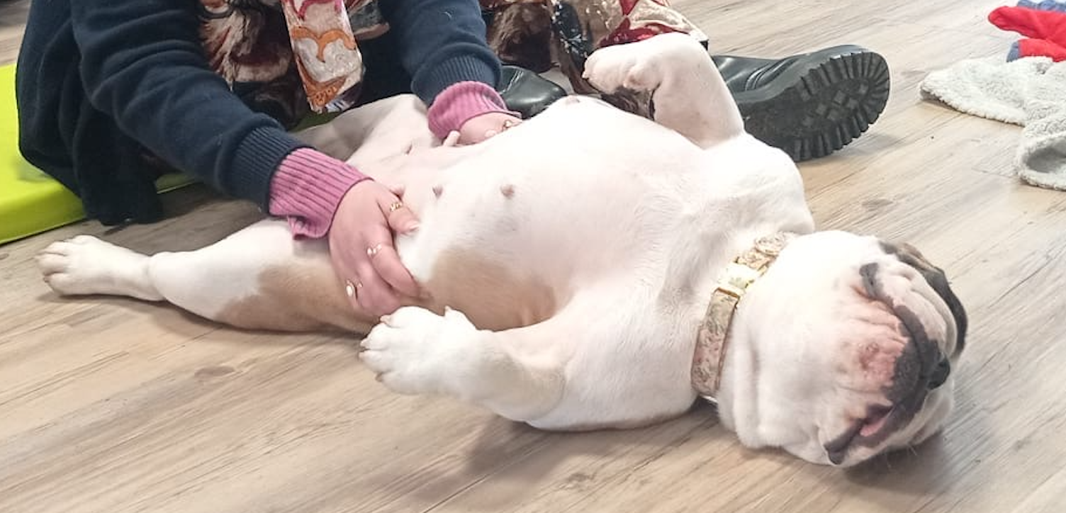 Un bulldog anglais blanc allongé sur le sol en train de se faire caresser le ventre dans une salle avec du parquet au sol.