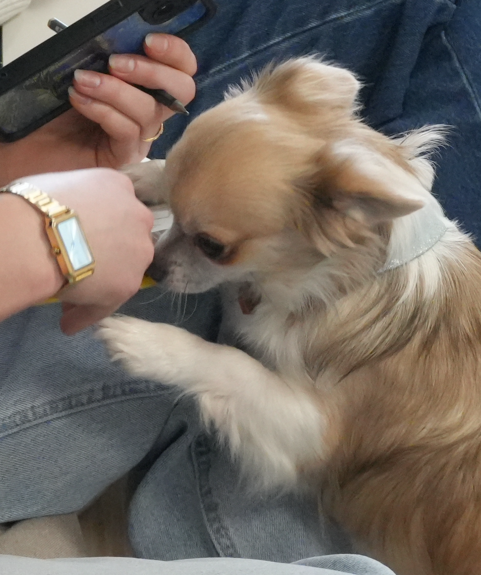 Un chihuahua frotte sa tête contre une main humaine pour lui faire un câlin.