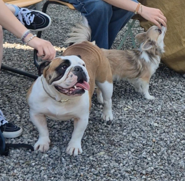Un bulldog anglais et un chihuahua sont caressés par deux personnes, dont on voit seulement les jambes, sur un sol recouvert de petits cailloux.