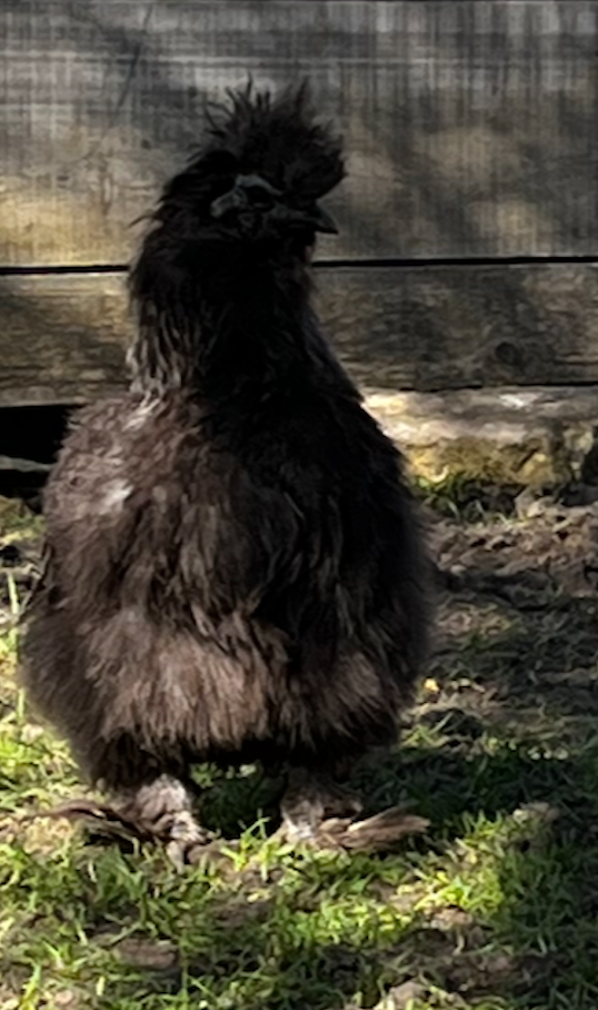 Une poule de soie noire avec une crête frisée, debout sur de l'herbe devant une clôture en bois.