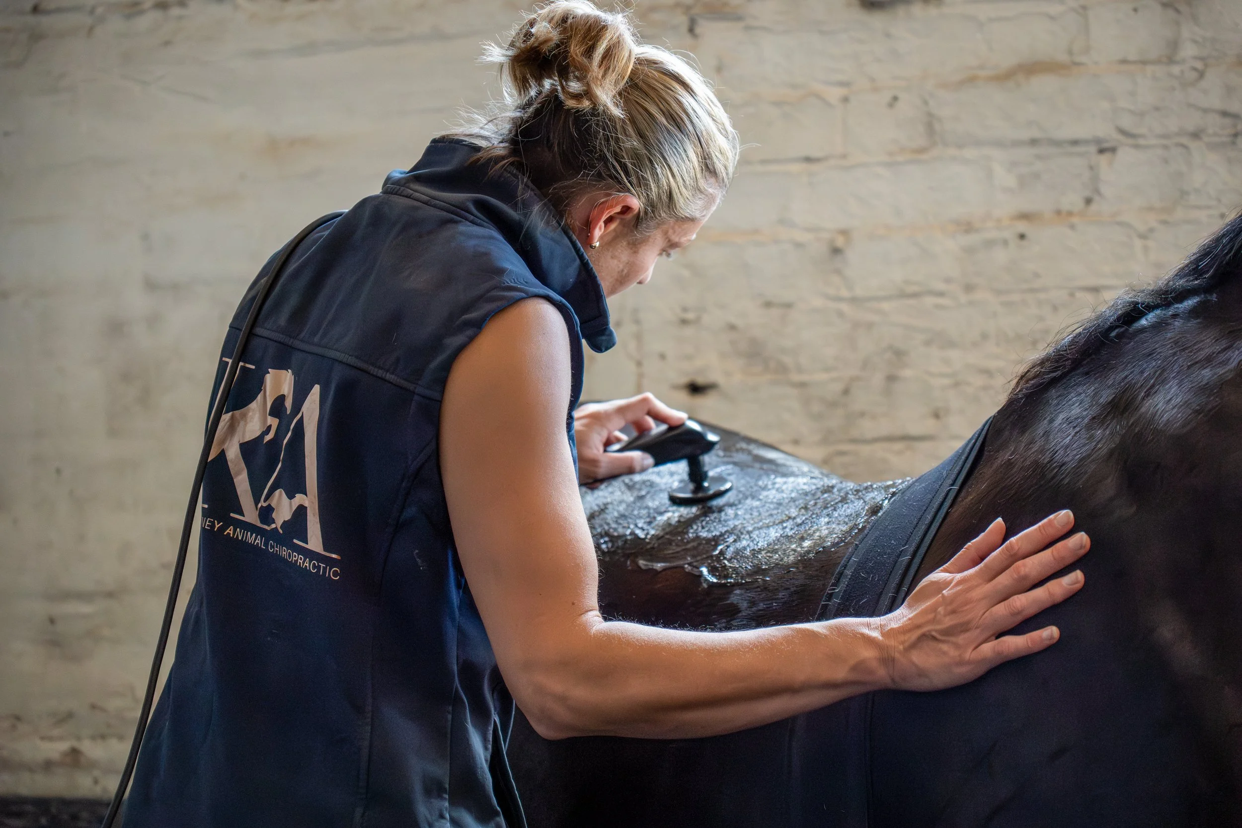 The horse ALWAYS comes first! One of the horses at Swiss Eventing gets some professional treatment to help with development and recovery.