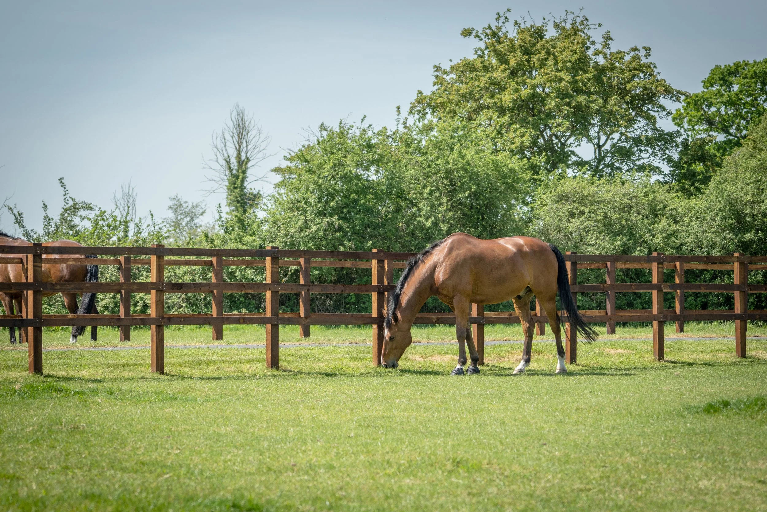 Turnout for horses at Swiss Eventing.