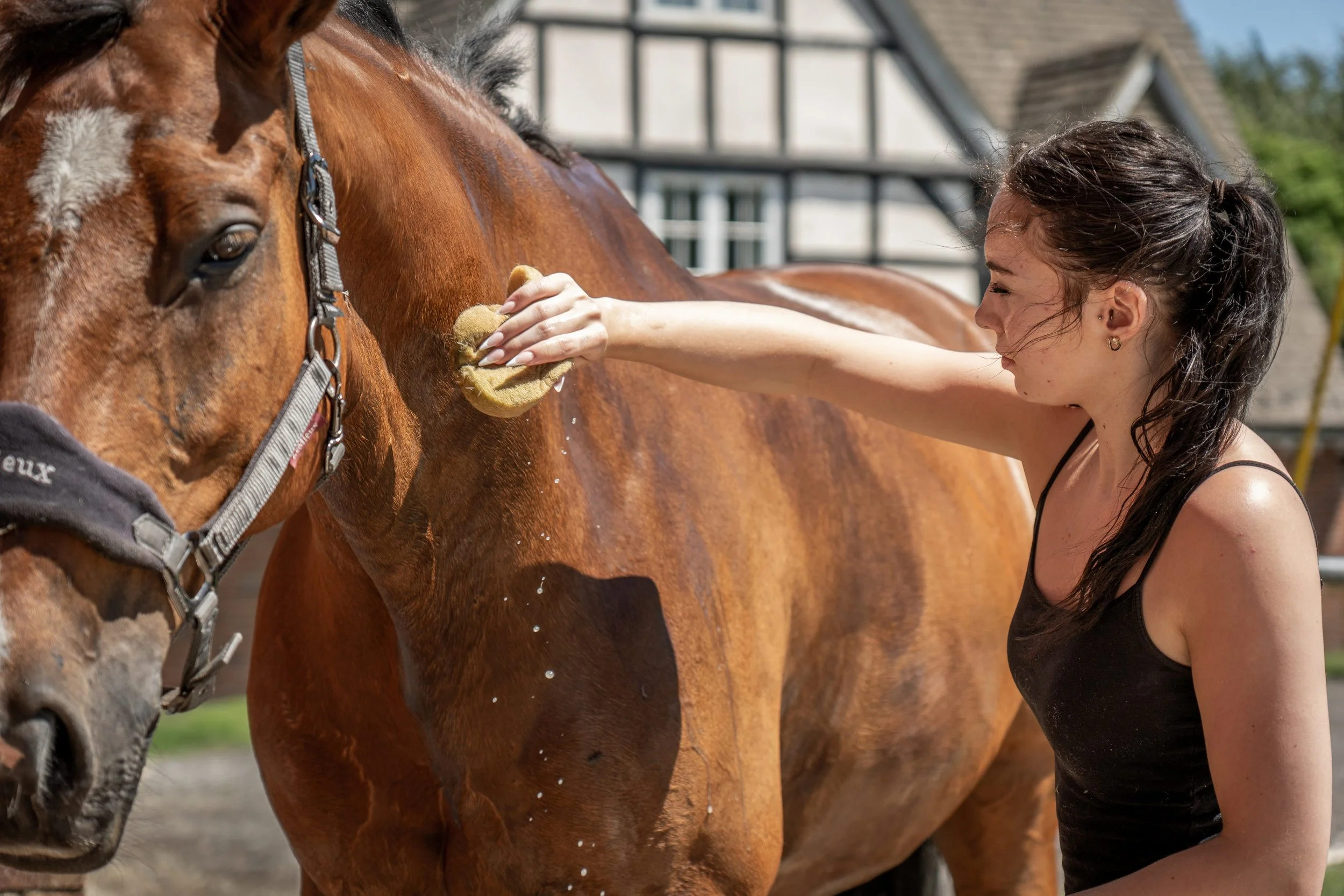 One of the horses at Swiss Eventing gets a wash after being ridden. The horse always comes first.