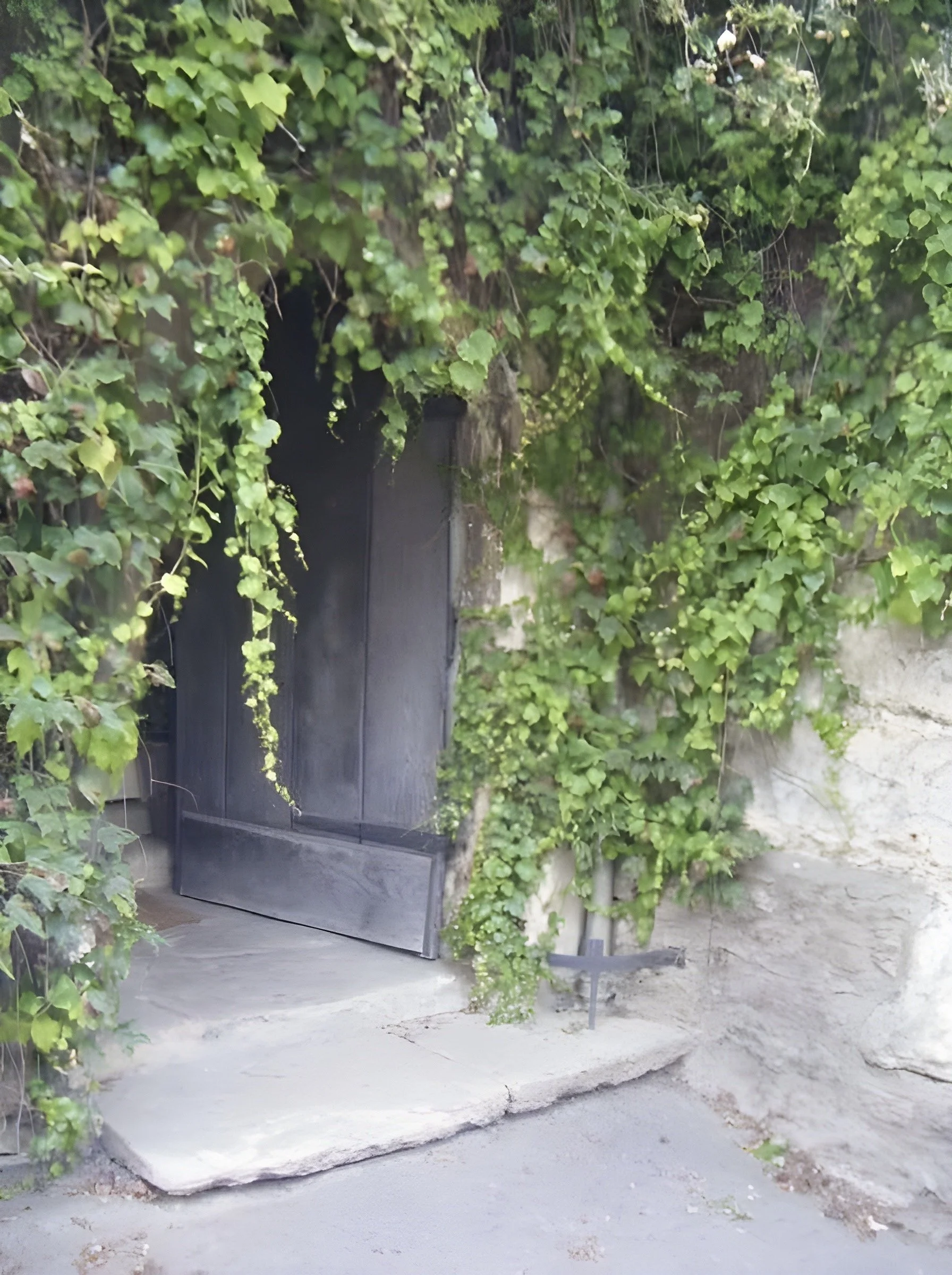 A black metal gate surrounded by dense green ivy and leaves, with a concrete step in front and a stone wall nearby.
