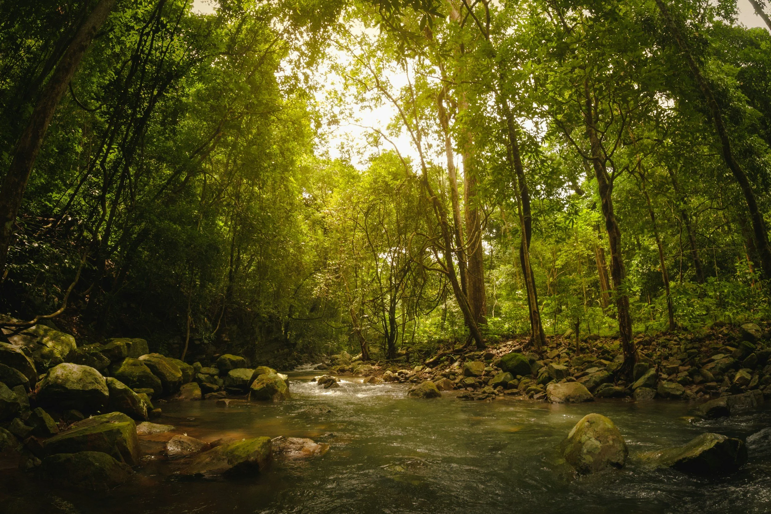 Sunlight filtering through native forest onto a gentle stream