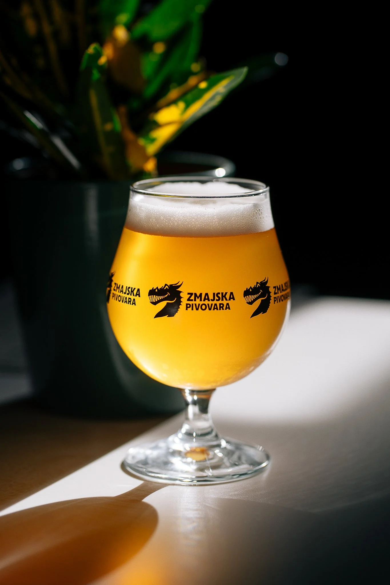 A glass of beer with foam, branded with Zmajska Pivovara logo, on a white surface with a shadow cast by the glass and a dark background featuring a green plant.