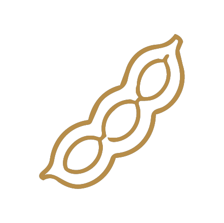 Illustration minimaliste de gousses de vanille