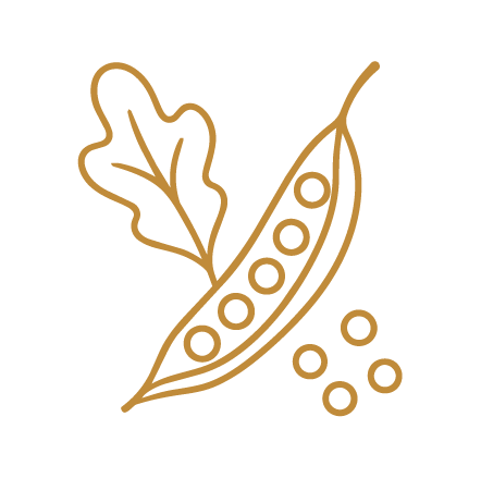 Illustration d'une feuille de pois et de soja en ligne monochrome