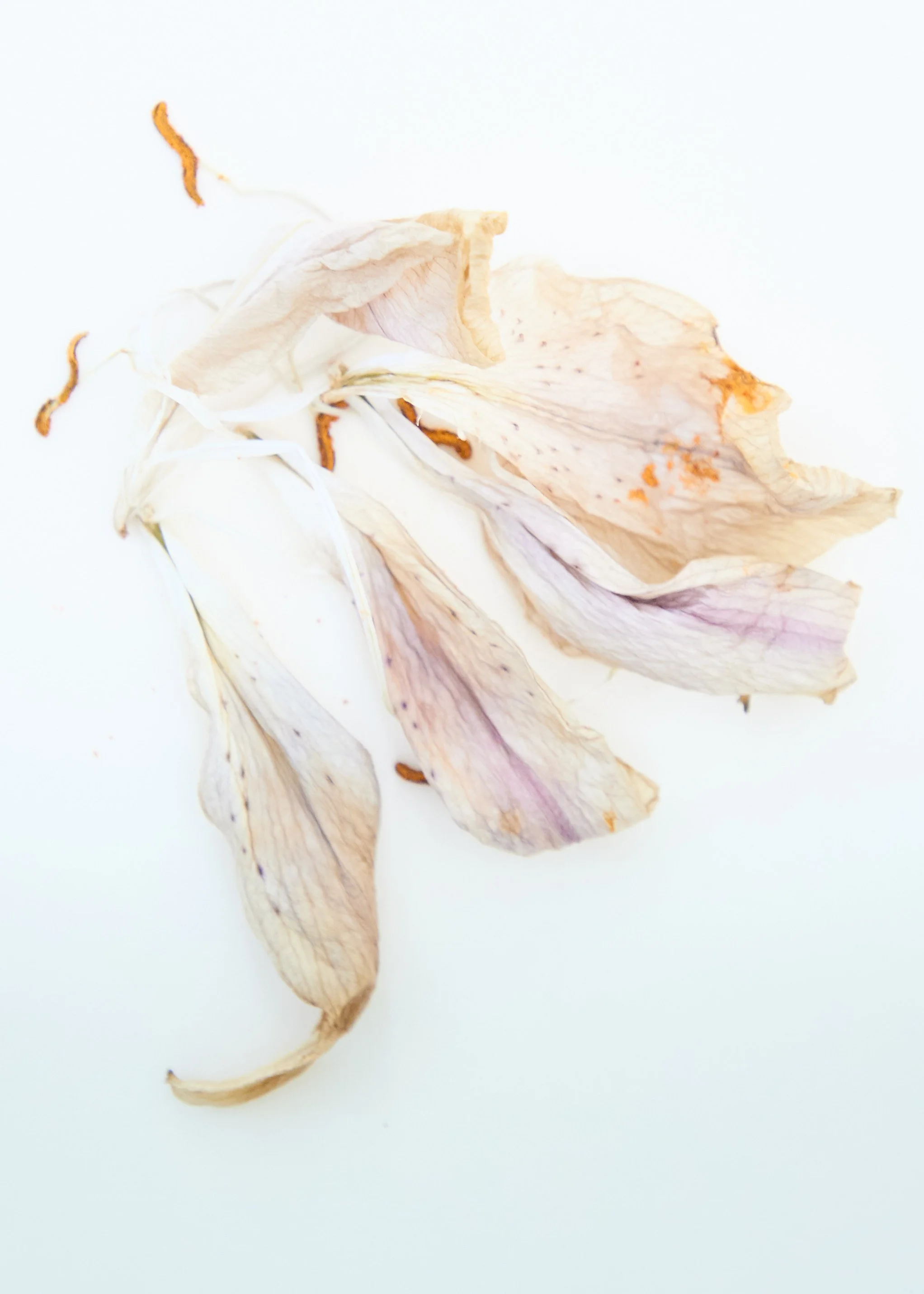 Still_Life_OE 21.jpg