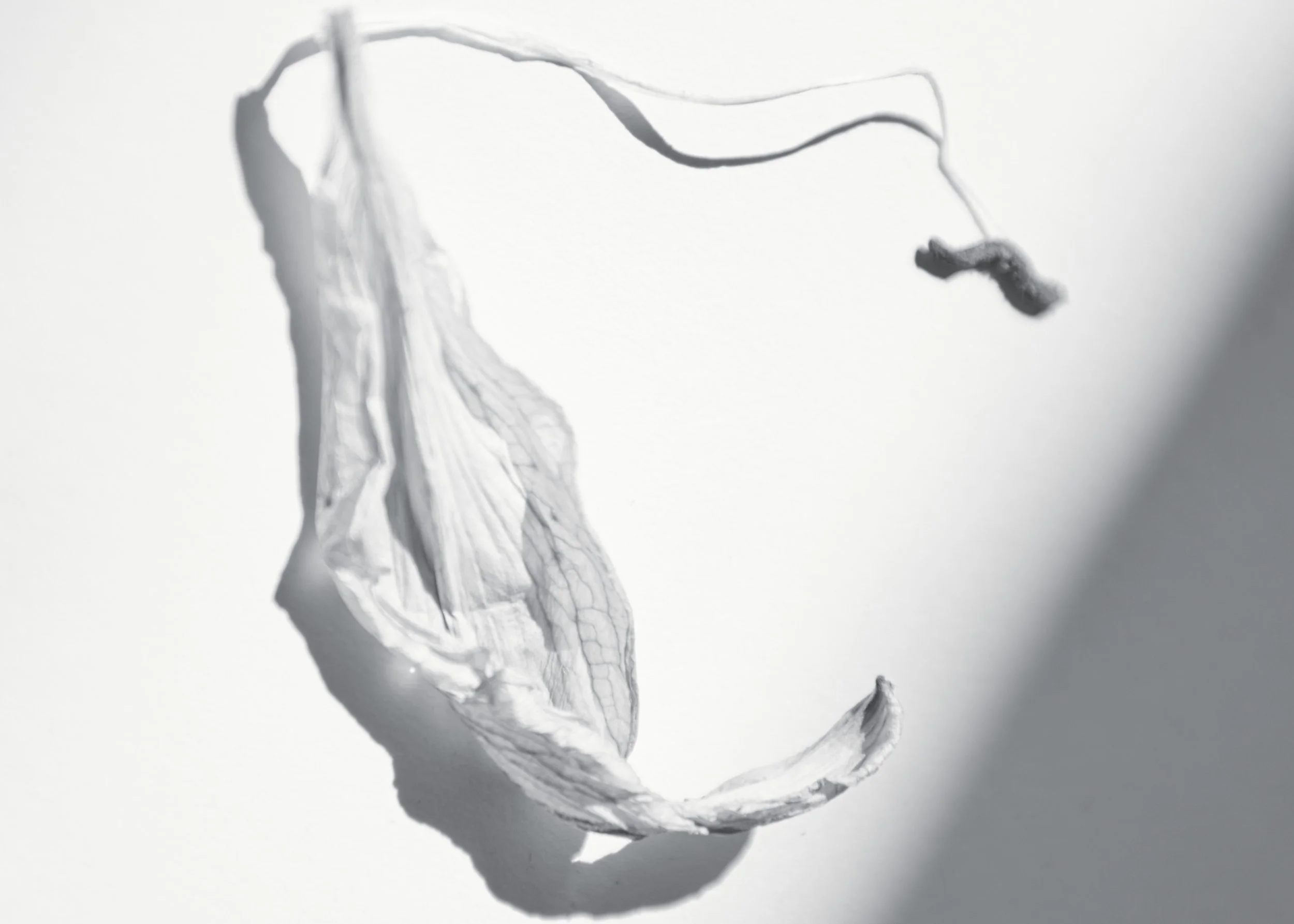 Still_Life_OE 26.jpg
