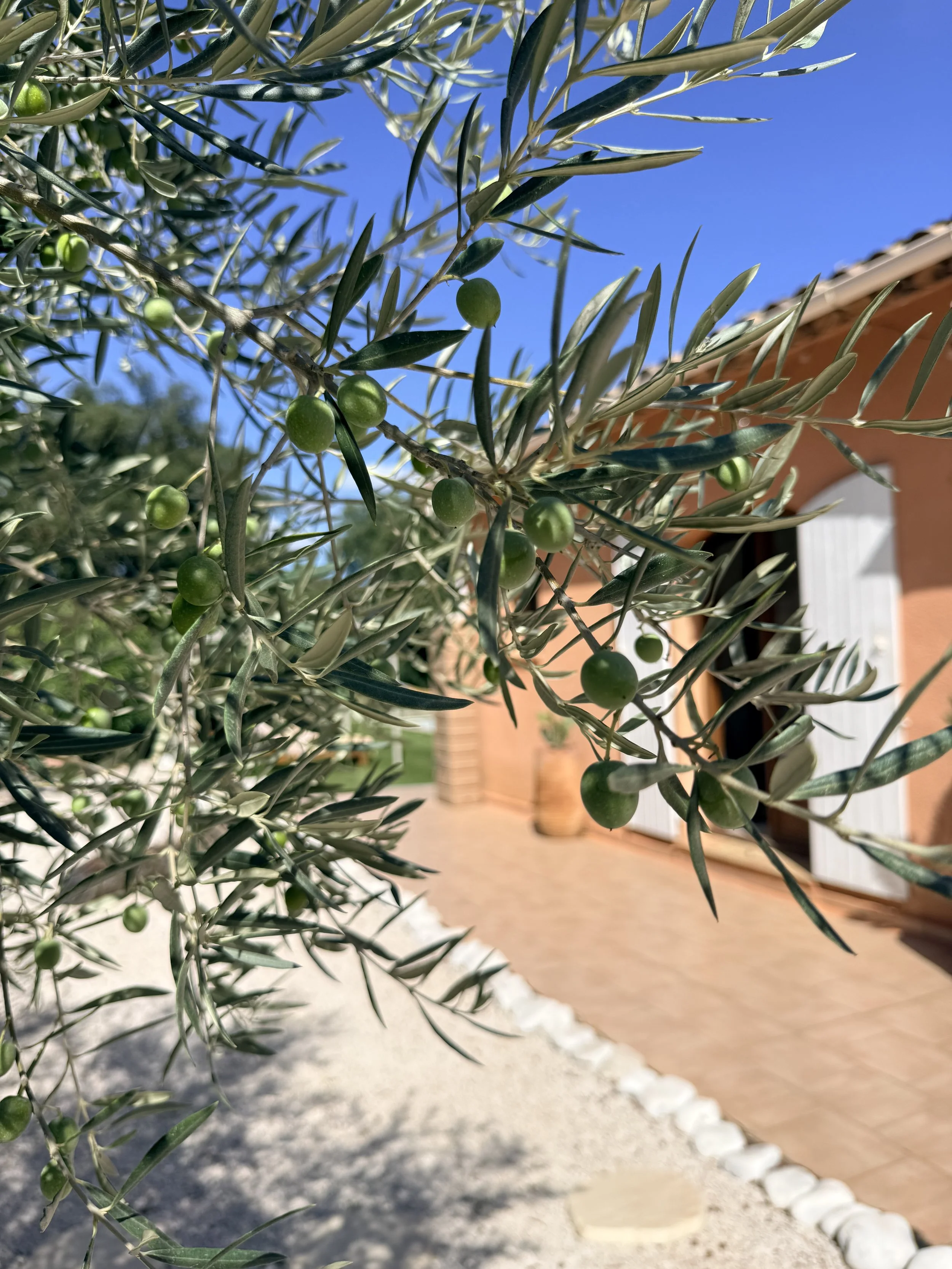 Close-up view of an olive tree branch with unripe green olives and elongated dark green leaves, set against a background of a house with a red wall and white window shutters, and a clear blue sky.