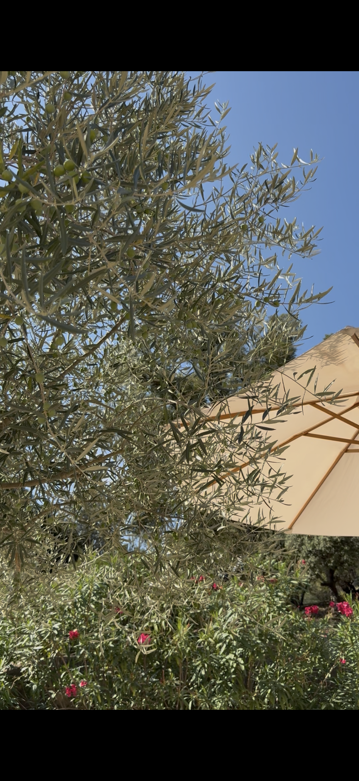 A sunny outdoor scene with a tree with slender, silvery-green leaves, a beige patio umbrella, and pink flowering bushes against a clear blue sky.