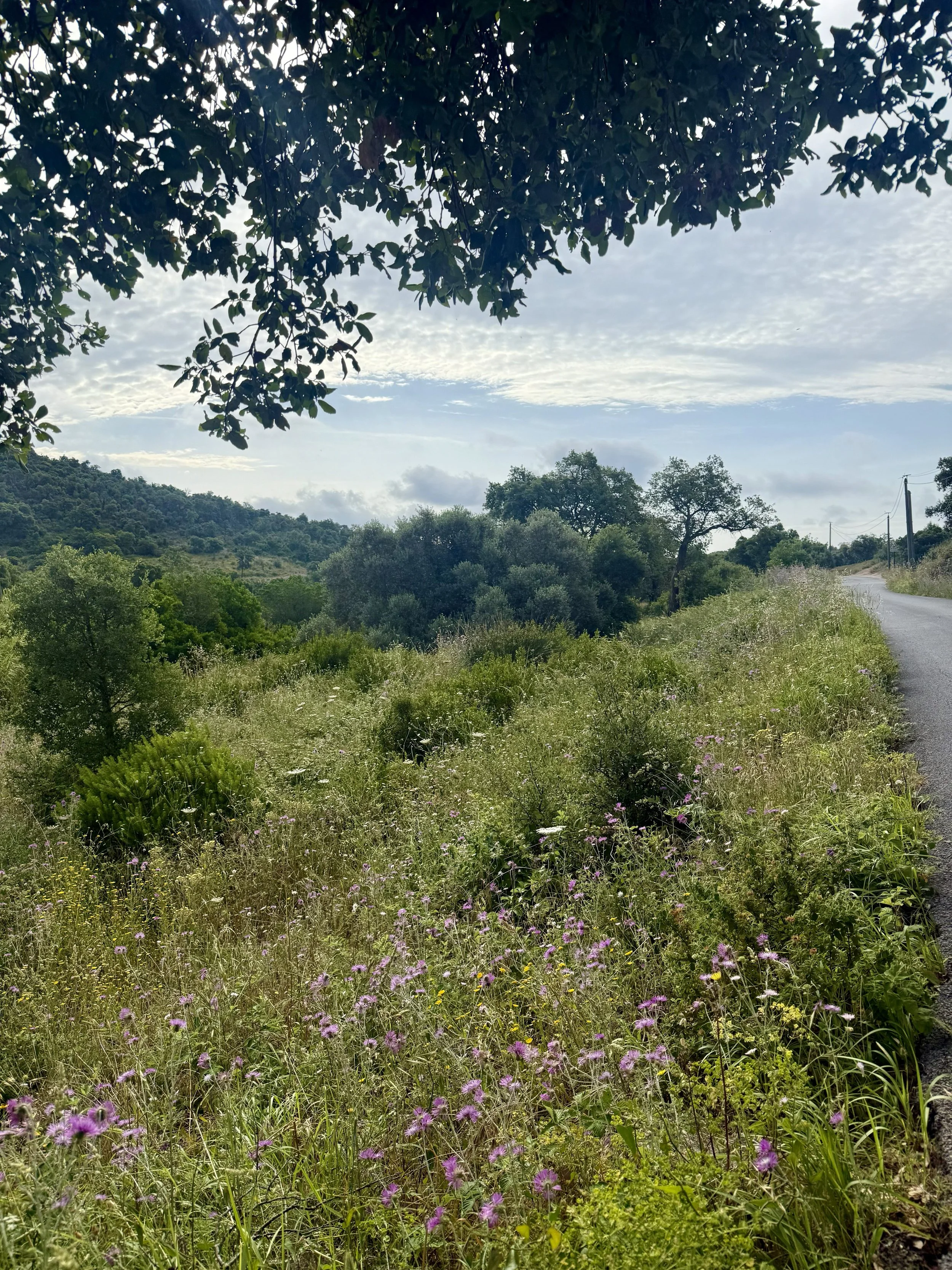 A scenic landscape with a narrow road winding through lush green vegetation, trees, and hills under a partly cloudy sky.