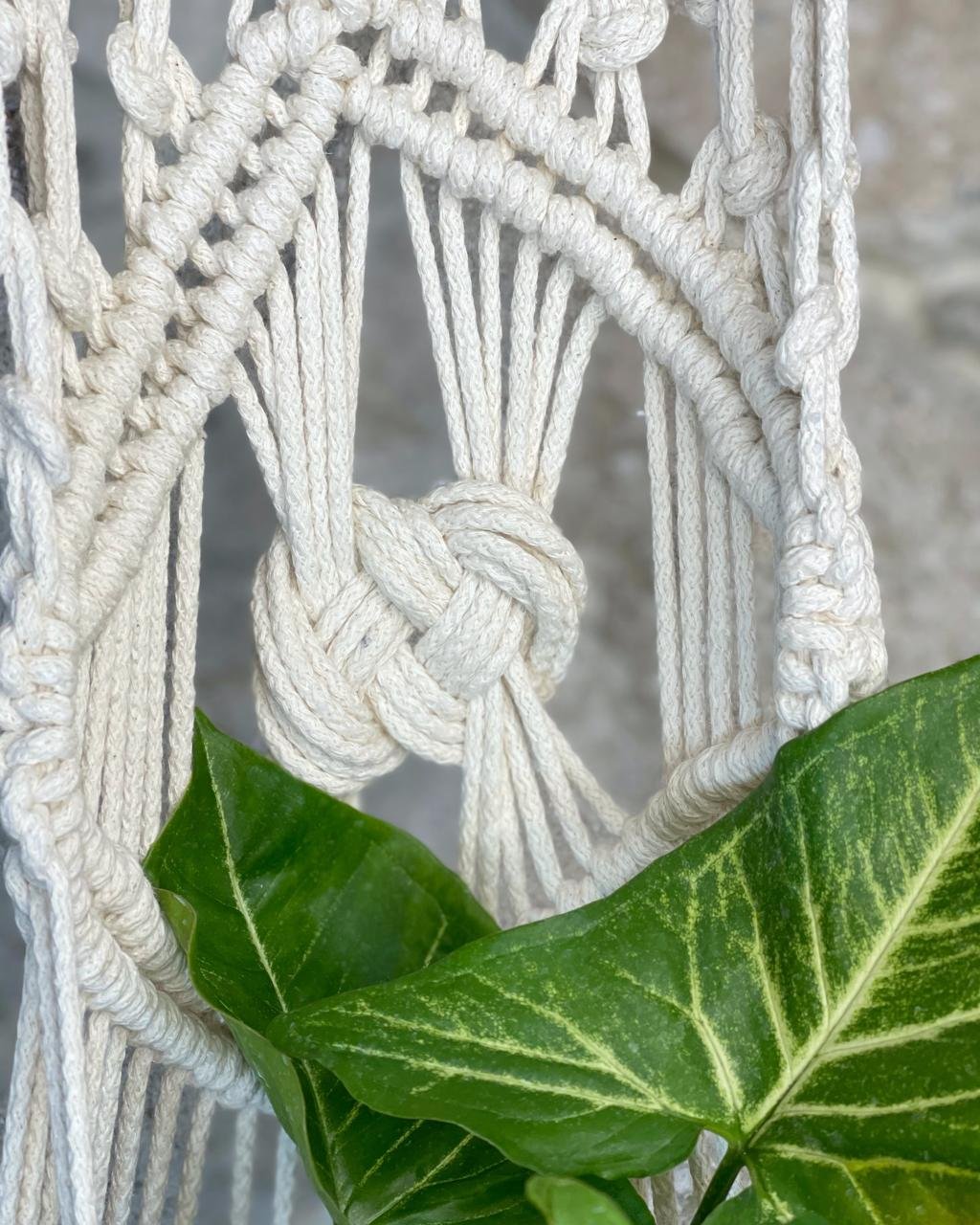 Close-up of a cream-colored macrame hanging piece with knot and fringes, partially covering a vibrant green variegated leaf.