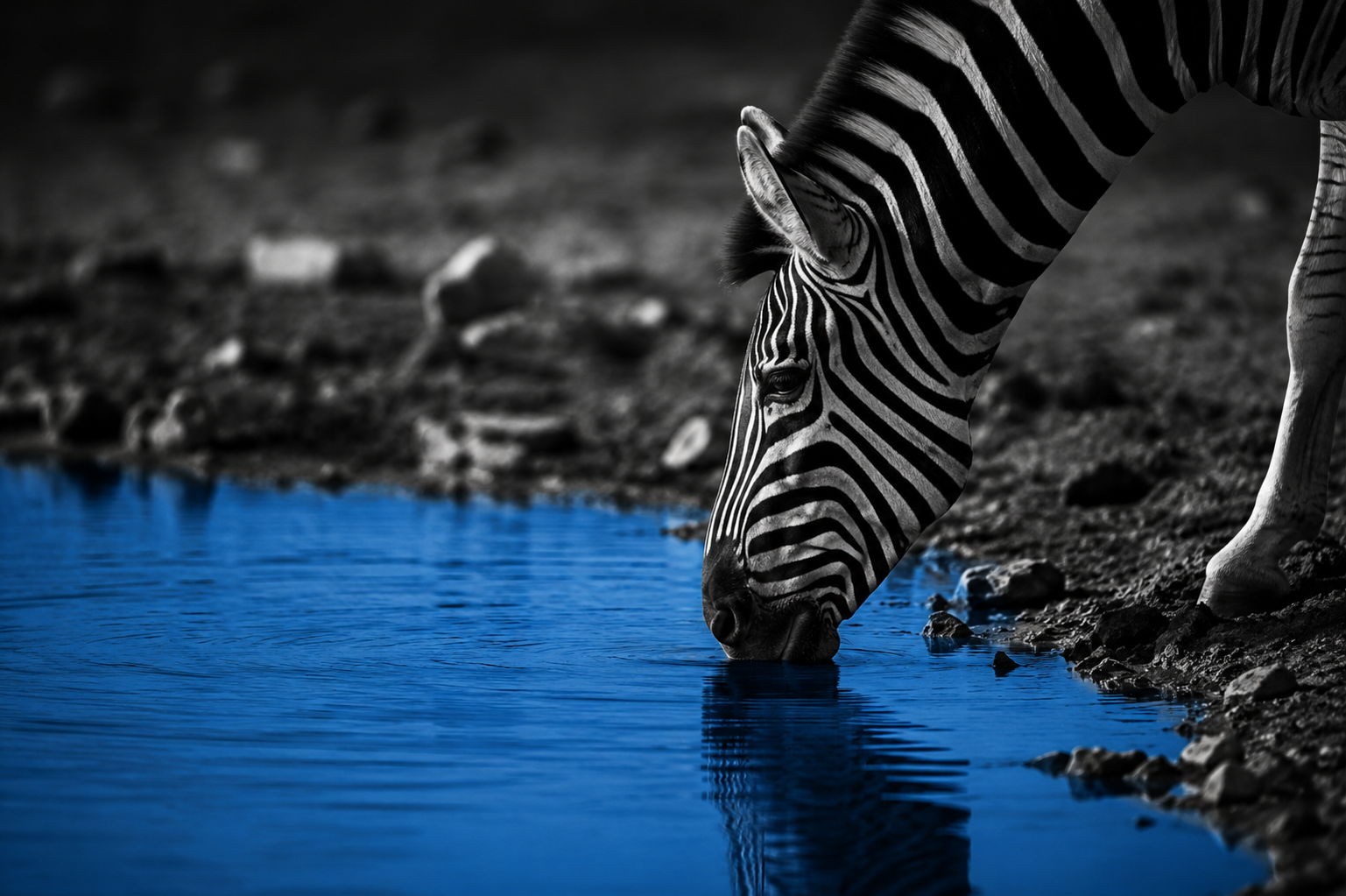 zebrawater2.png