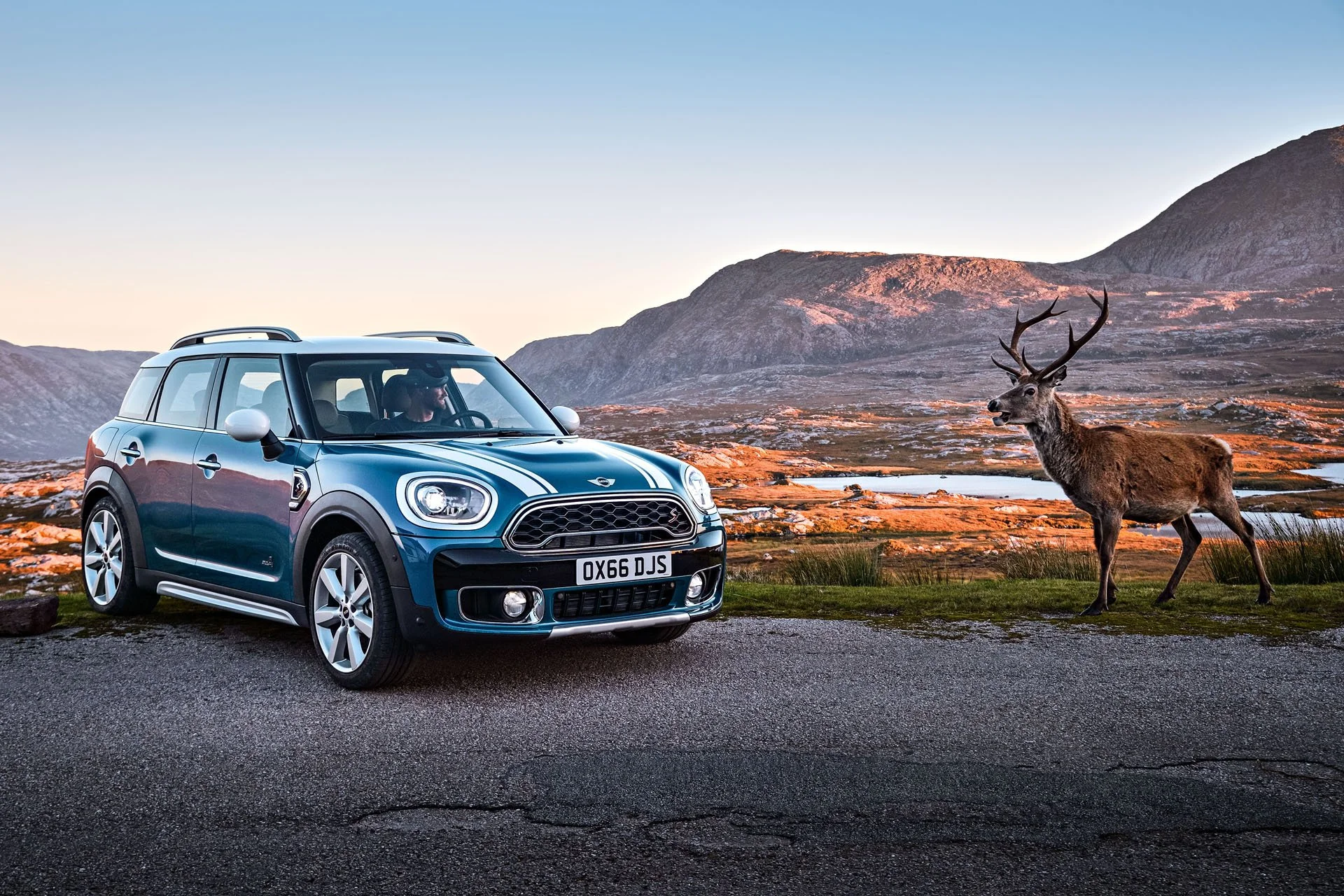Blauer Mini Countryman auf Bergstraße neben Hirsch bei Dämmerung – Retusche Bildergut.