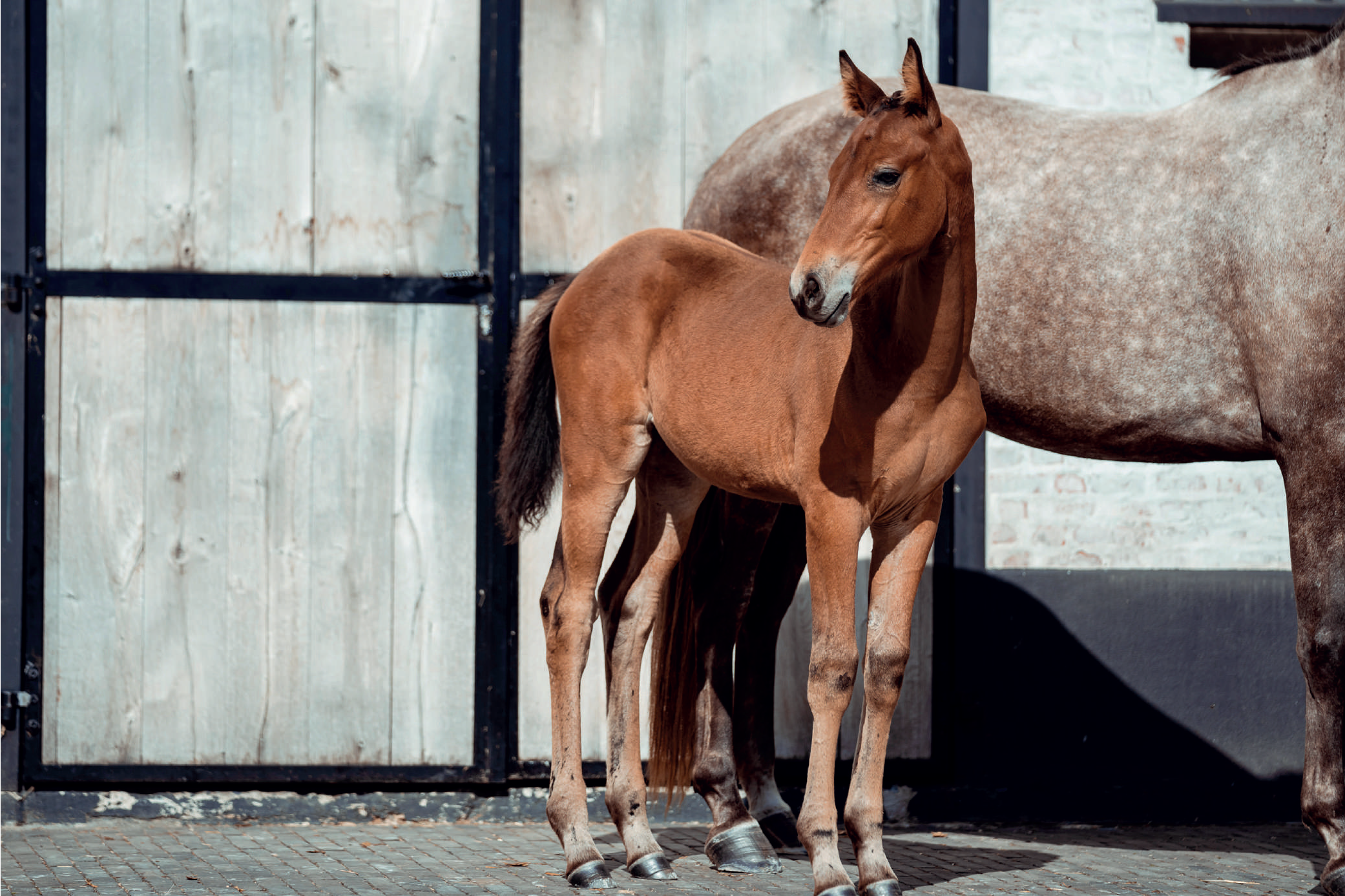 Ocean standing next to an adult horse in a stable or barn with a brick and wooden wall.