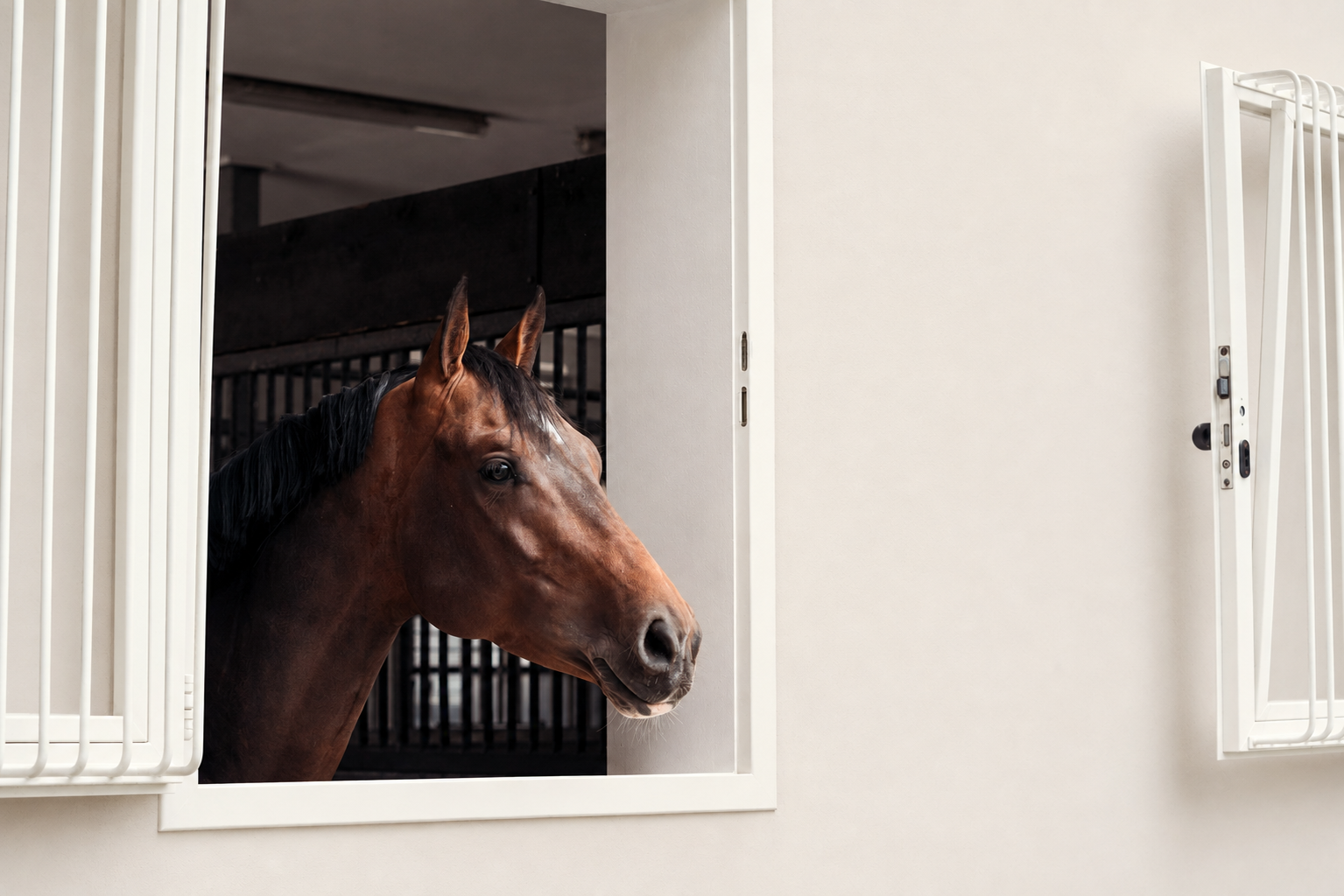Tornado vd Bisschop looking out from his stable with white walls and open doors.
