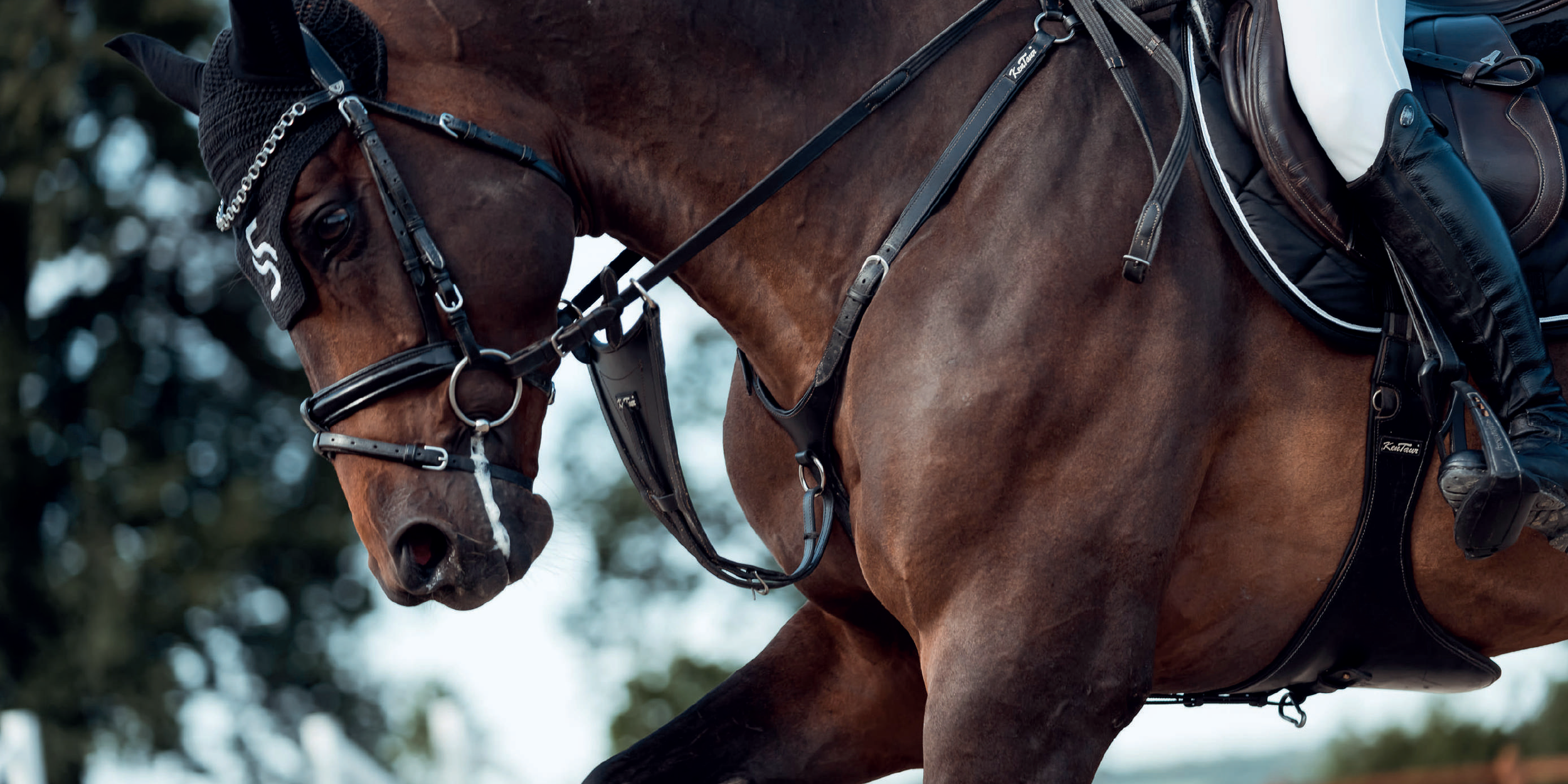 Close-up of a South Corner horse with a black saddle and bridle, being ridden outdoors, with trees in the background.
