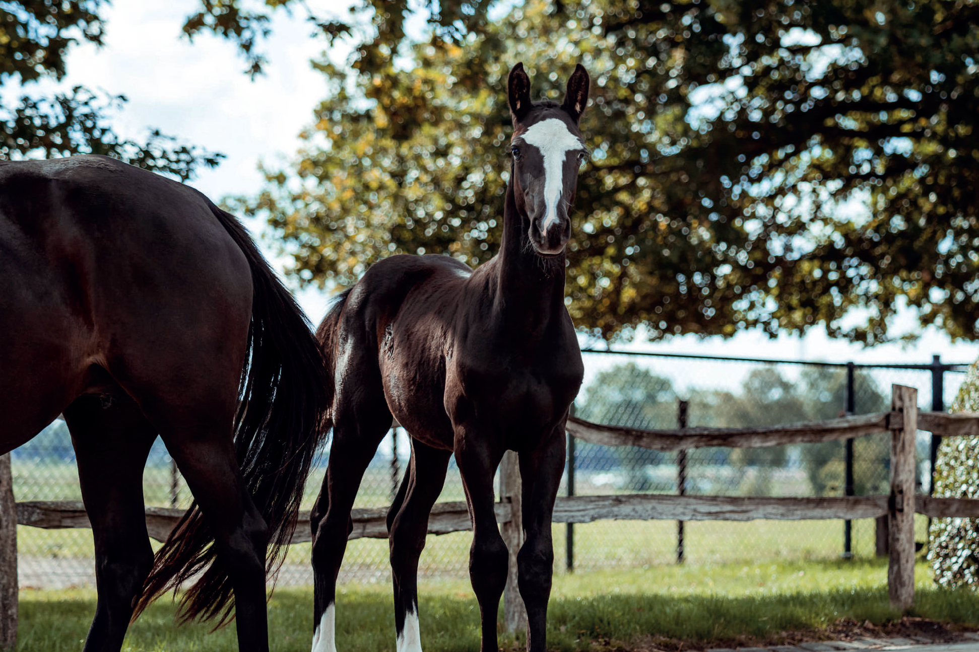 Dominango standing in a paddock with a wooden fence and trees in the background.