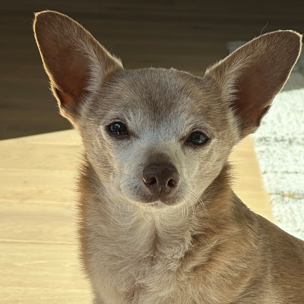BC SPCA contest returns with chance to put your pet on a beer can
