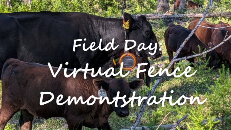 East Kootenay ranchers testing virtual fencing on Crown range