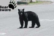 Bear Aware no more?