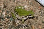 A helping hand for hoppers