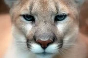 LETTER: Lack of deer to blame for cougar problems