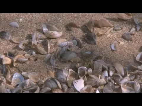 CLSS encourages letter campaign to Prov. to address invasive mussels