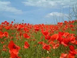 OUT OF LEFT FIELD: A new (for me) and very personal take on Remembrance