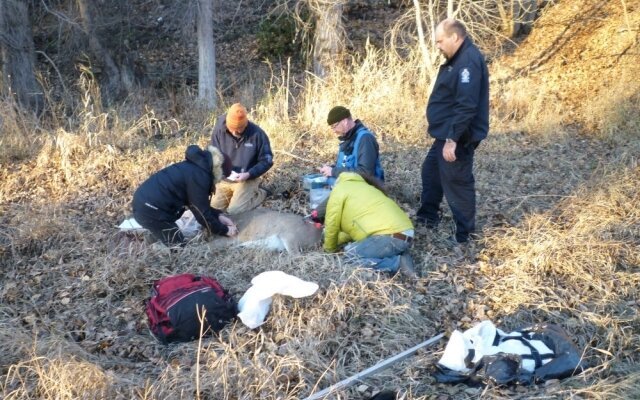Nine "townies" caught and collared; deer being tracked