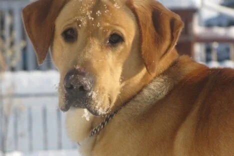 Police dog brings Christmas cheer to hospitalized children