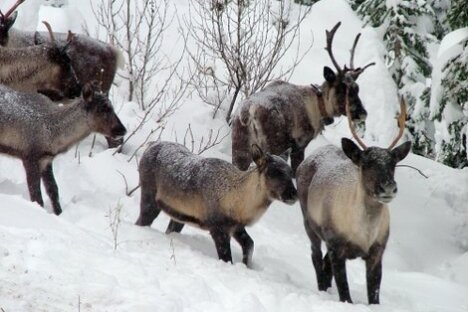 Government schedules wolf kill program to save endangered caribou