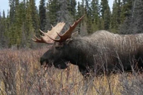 Resident Hunters Not Happy about Revision to Hunting Allocations
