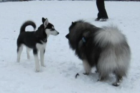 City to increase enforcement of animal bylaws in city parks