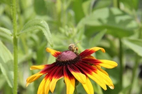 Making a buzz at Kwantlen Polytechnic University