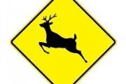Op/Ed: Deer Cull not support by committee members