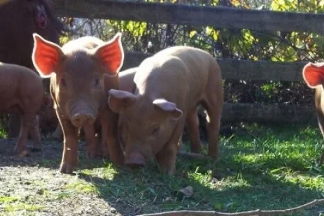Community goes 'whole hog' to support local farmer