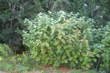 Billions and Billions: The Economic Costs of Invasive Species