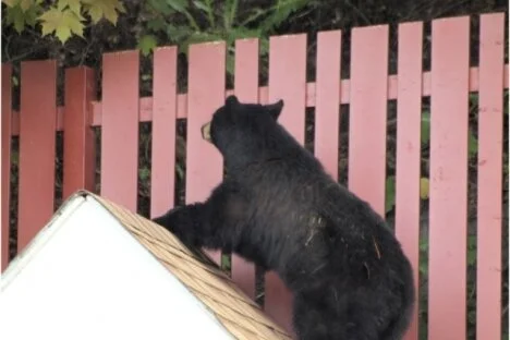 PLEASE -- BEAR WITH US