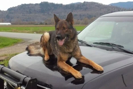 Duke the cop dog saves man's life in Hope