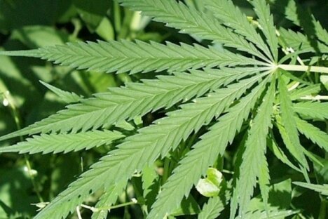Interested in the Cannabis Industry?