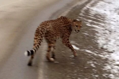 Cheetah conundrum continues - search called off for Kootenay kitty