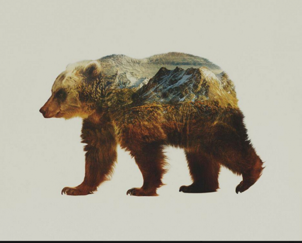 The True Story of Jumbo -- Wild!