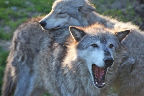 Province denies Wildlife Defence League claims