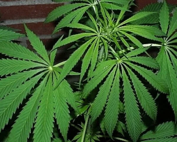 OPINION: Study Shows Promise for Cannabidiol Treatment of Epilepsy